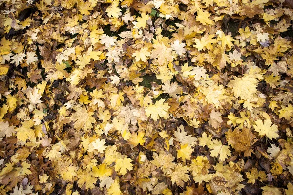 Fondo Estacional Otoño Hojas Coloridas —  Fotos de Stock