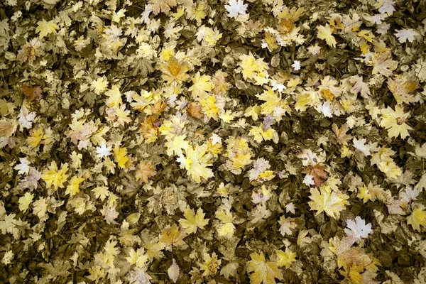 Mevsim Sonbahar Arka Planı Renkli Yaprakları — Stok fotoğraf