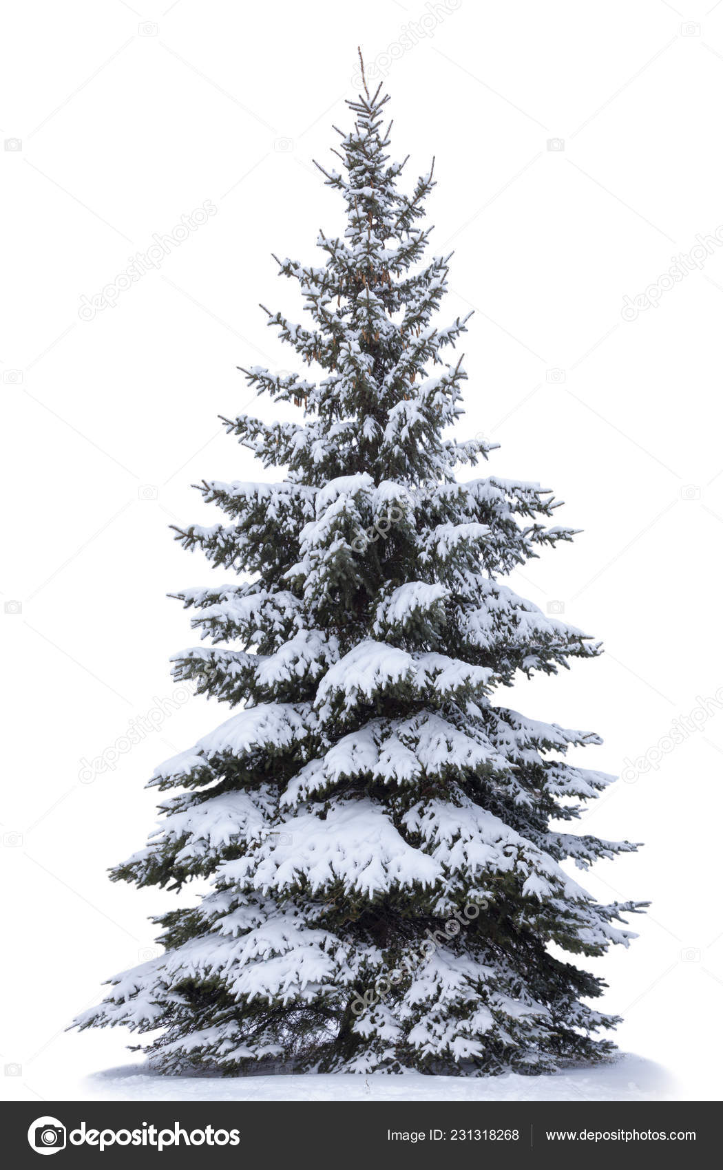 Juletre Snø Isolert Hvit Bakgrunn Fartre Uten Pynt – stockfoto ©  volokhatiuk #231318268, image size:1050x1700