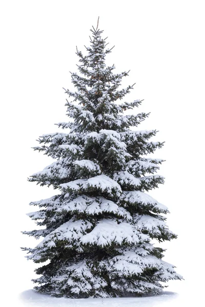 Weihnachtsbaum Schnee Isoliert Auf Weißem Hintergrund Tanne Ohne Dekoration — Stockfoto