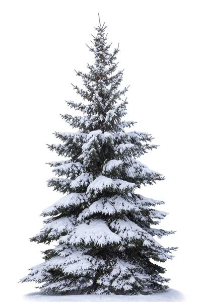 Arbre Noël Dans Neige Isolé Sur Fond Blanc Sapin Sans — Photo