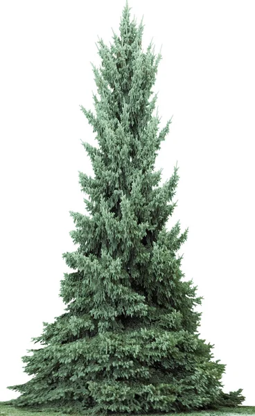 Vánoční Stromek Izolovaný Bílém Pozadí Jedle Bez Dekorace — Stock fotografie