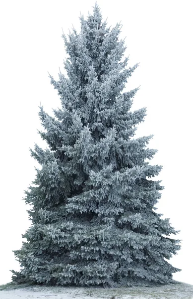 Weihnachtsbaum Schnee Isoliert Auf Weißem Hintergrund Tanne Ohne Dekoration — Stockfoto