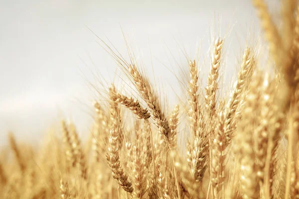 Weizenfeld Gelbe Weizenähren Feld Hintergrund — Stockfoto