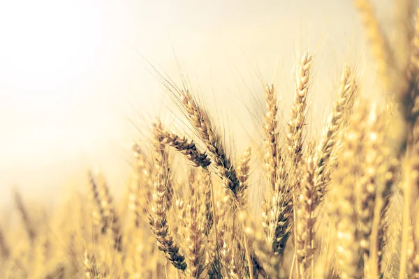 Wheat Field Yellow Wheat Ears Field Background — Stock Photo, Image