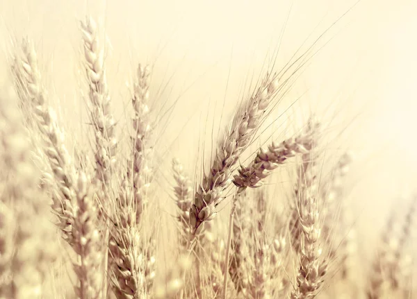Buğday Alan Sarı Buğday Kulakları Alan Arka Plan — Stok fotoğraf