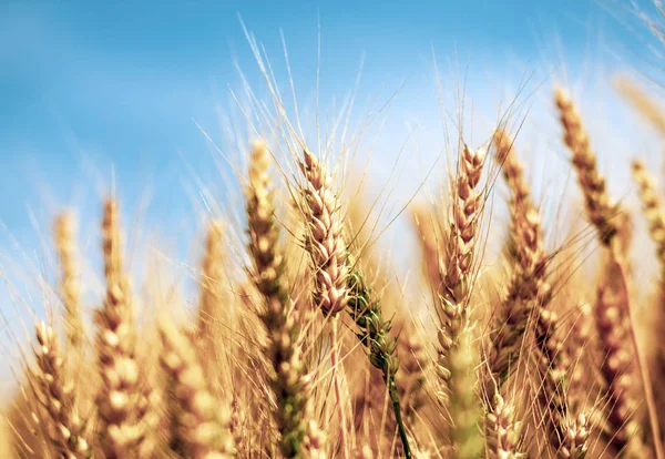 Wheat Field Yellow Wheat Ears Field Background — Stock Photo, Image