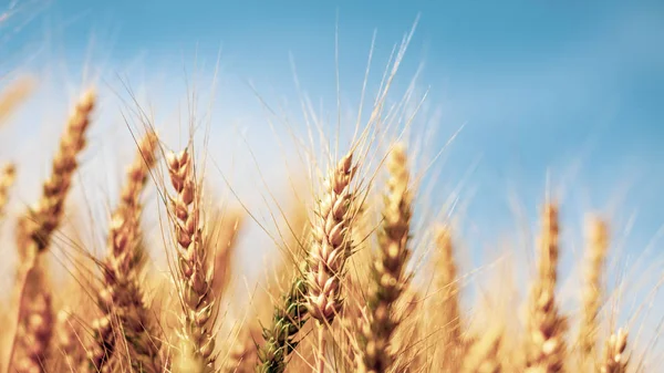 Wheat Field Yellow Wheat Ears Field Background — Stock Photo, Image