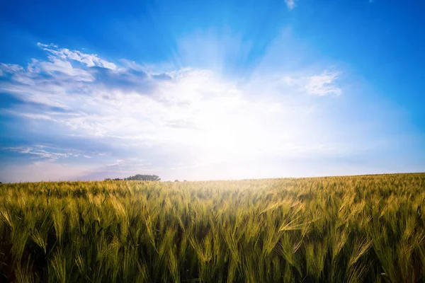 Gröna Ängen Blå Himmel Med Moln Vacker Natur Solnedgång Landskap — Stockfoto