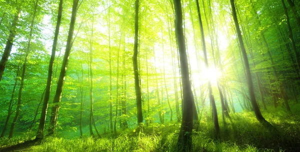 Lumière Soleil Dans Forêt Verte Printemps — Photo