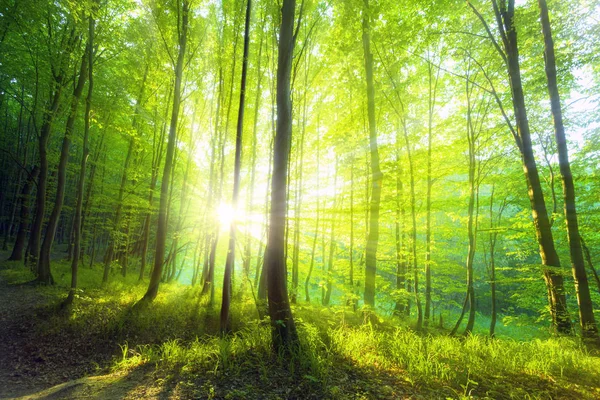 Zonlicht Het Groene Bos Lente — Stockfoto