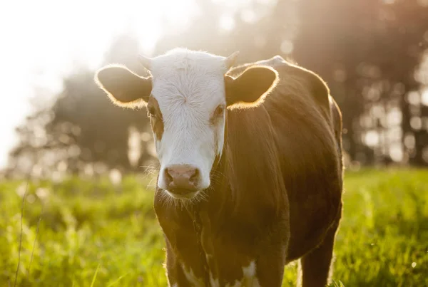 Vaca Castanha Campo Olhar Para — Fotografia de Stock