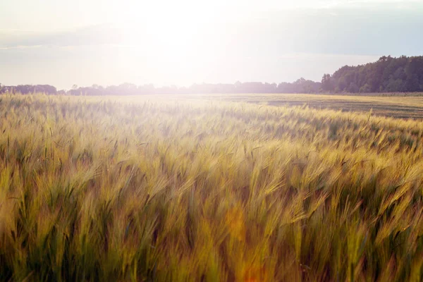 Zielona Łąka Pod Błękitne Niebo Chmurami Natura Piękny Zachód Słońca — Zdjęcie stockowe