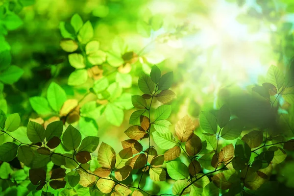 森の木 太陽と葉 — ストック写真