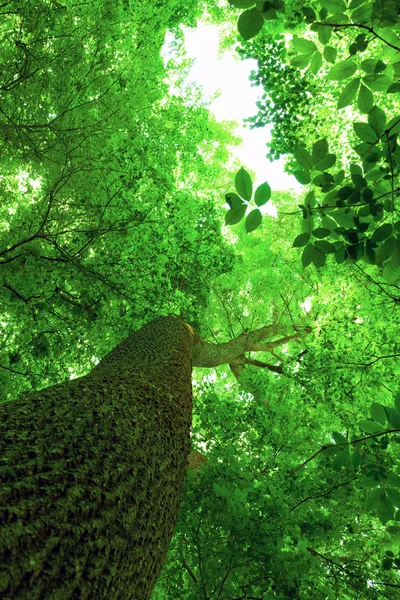 Árboles Del Bosque Luz Bosque Verde Primavera — Foto de Stock