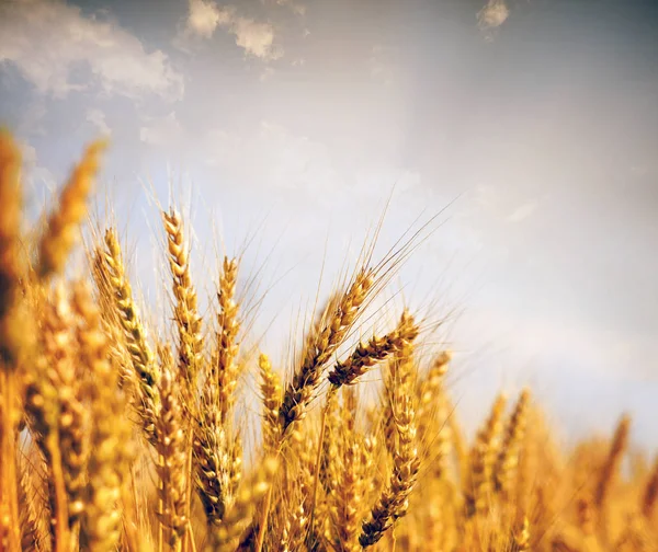 Пшеничное Поле Желтые Колосья Пшеницы — стоковое фото