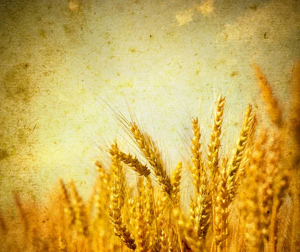 Вуха Пшениці Гранжевому Фоні — стокове фото