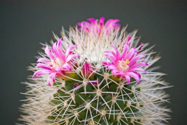 Mammillaria çiçekleri