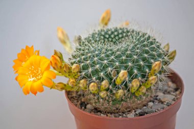 Çiçek Rebutia 