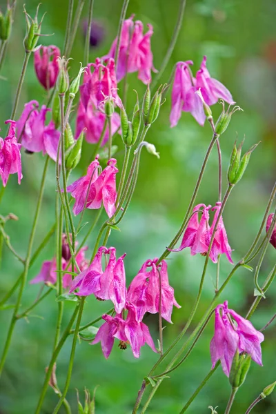 Bloemen aquilegia — Stockfoto