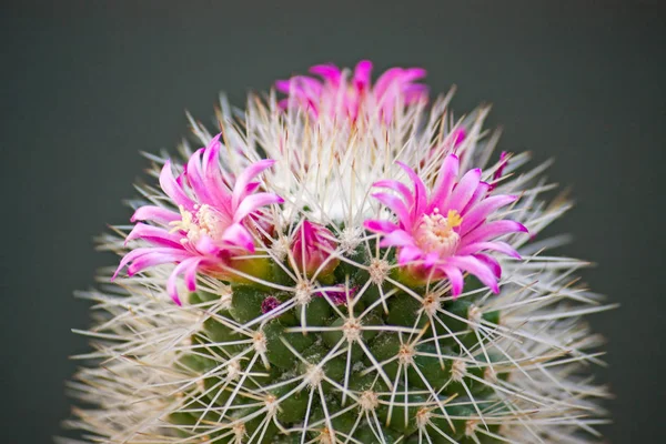 Mammillaria-Blüten — Stockfoto