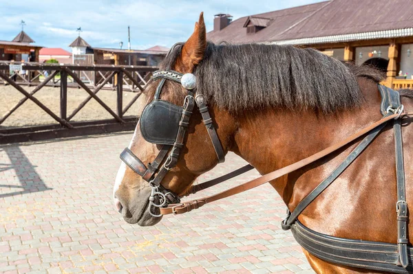 Belo Cavalo Castanho Arnês Fazenda Verão — Fotografia de Stock