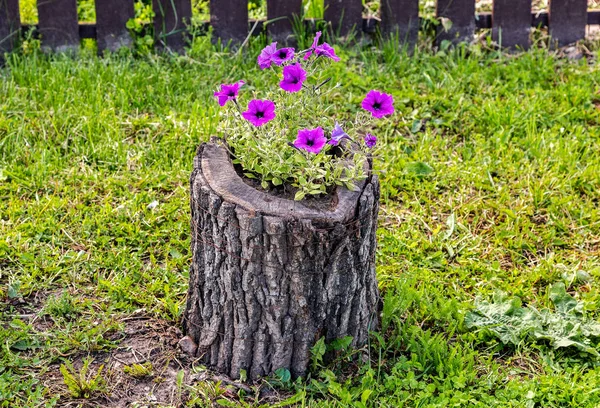古い切り株の装飾花を育てる — ストック写真