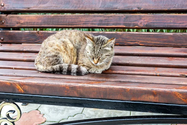 Šedá Kočka Spící Dřevěné Lavici Letním Dni — Stock fotografie