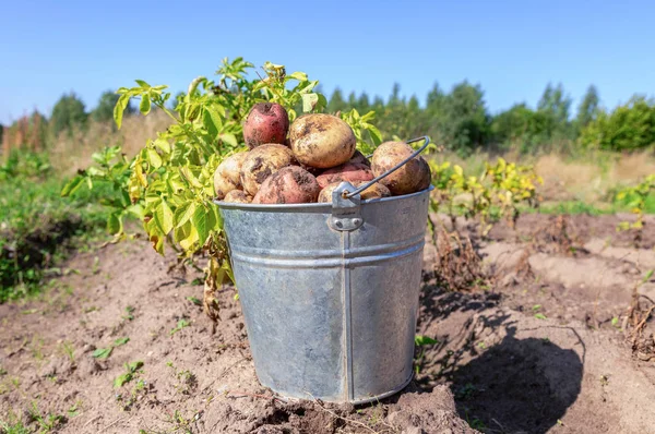 Biologische Aardappelen Metalen Emmer Moestuin — Stockfoto