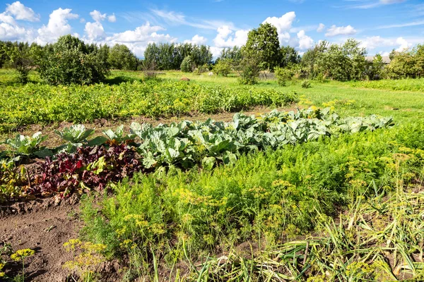 夏の晴れた日に有機性菜園と農村景観 — ストック写真
