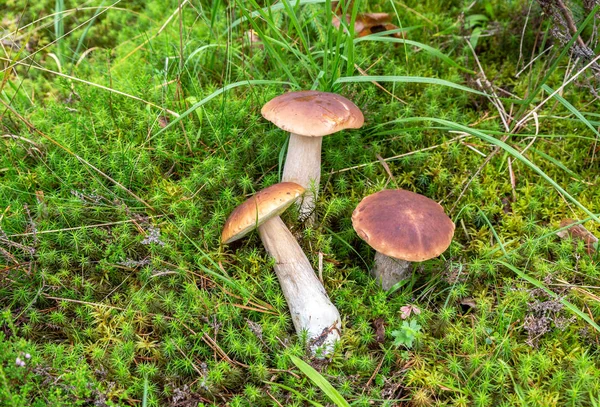 Floresta Cogumelos Comestíveis Com Tampas Marrons Musgo Verde — Fotografia de Stock