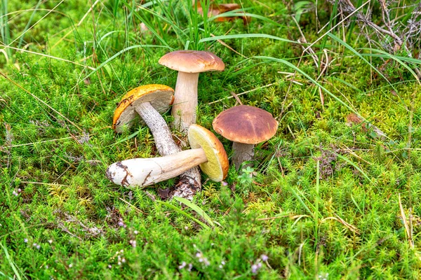 Funghi Commestibili Foresta Con Berretti Marroni Nel Muschio Verde — Foto Stock