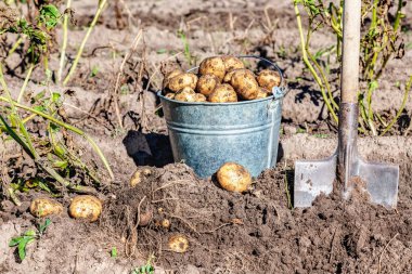 Taze kazdık organik patates ve sebze bahçesinde toprak küreği