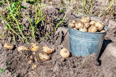 Taze sebze bahçesinde organik patates güneşli bir günde kazdı