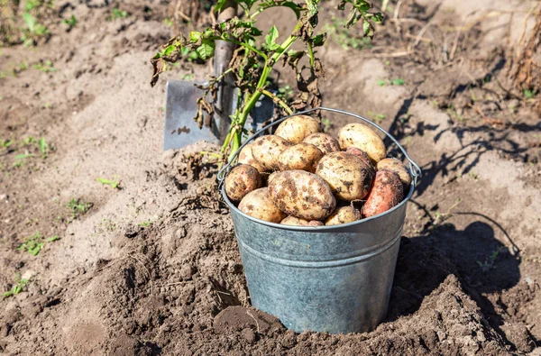 Biokartoffeln Der Neuen Ernte Metalleimer Und Schaufel Auf Der Kartoffelplantage — Stockfoto