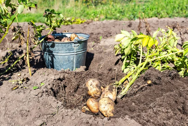 Recién Cavado Patatas Orgánicas Huerto Día Soleado Cosecha Patatas Campo — Foto de Stock