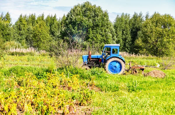 Viejo Tractor Agrícola Ruedas Trabajando Campo Patatas Verano Día Soleado — Foto de Stock