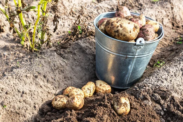 Πρόσφατα Σκαμμένη Βιολογικά Πατάτες Στον Κήπο Λαχανικών Ηλιόλουστη Μέρα Συγκομιδή — Φωτογραφία Αρχείου