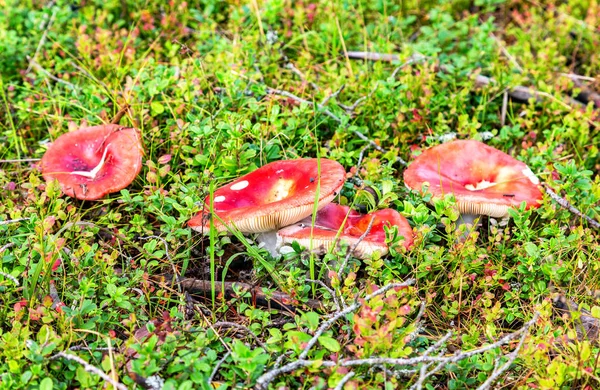 Champignons Rouges Sur Une Herbe Verte Dans Forêt Automne — Photo