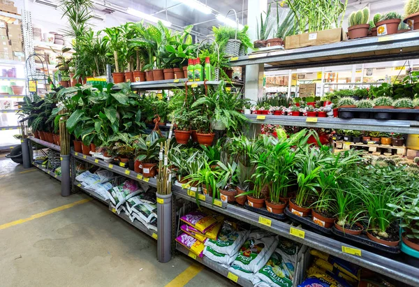 Samara Rusia Abril 2018 Venta Plantas Flores Maceta Una Tienda — Foto de Stock