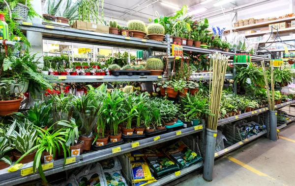 Samara Rusia Abril 2018 Venta Plantas Flores Maceta Una Tienda — Foto de Stock