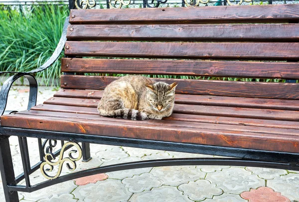 Grå Katt Som Sover Träbänk Sommardag — Stockfoto