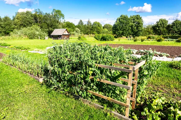 Landsbygdens Landskap Med Ekologisk Köksträdgård Soliga Sommardag — Stockfoto