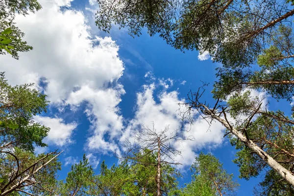 Kronen Van Hoge Dennenbomen Het Bos Tegen Een Blauwe Hemel — Stockfoto