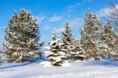 Yaprak dökmeyen ağaçlar hoarfrost ve kar ile kaplı kış güneşli bir günde
