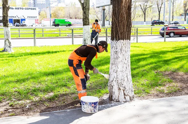 Samara Rusia Mayo 2018 Los Trabajadores Pintan Árboles Con Pintura — Foto de Stock