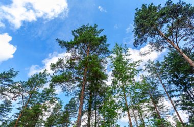 Kron boyunda çam ağaçlarının orman