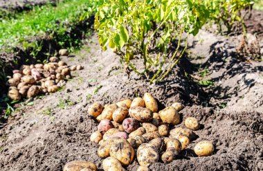 Taze organik patates yeni hasat kazdık