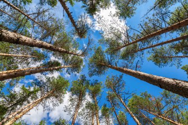 Kron boyunda çam ağaçlarının orman
