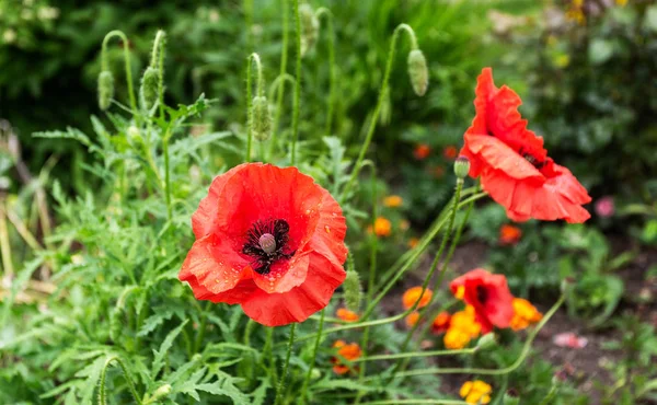 Beautiful red poppy flowers growing at the flower bed — Stock Photo, Image